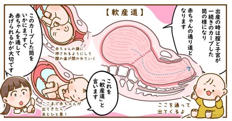 まんこ 場所|膣の長さや深さはどのくらい？構造を紹介 【医師監修】